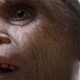Illustration for article titled Ancestral Remains of Mysterious ‘Hobbit’ Species Uncovered on Indonesian Island
